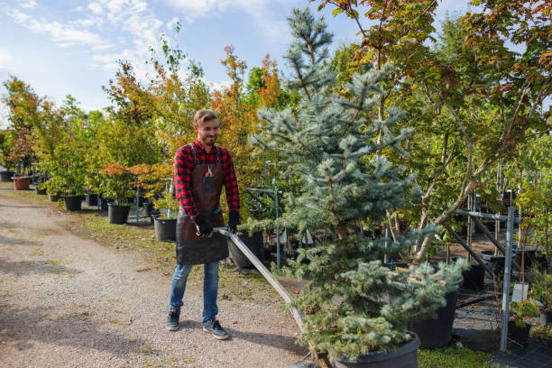 Best Tree and Shrub Care  in New Albany, OH